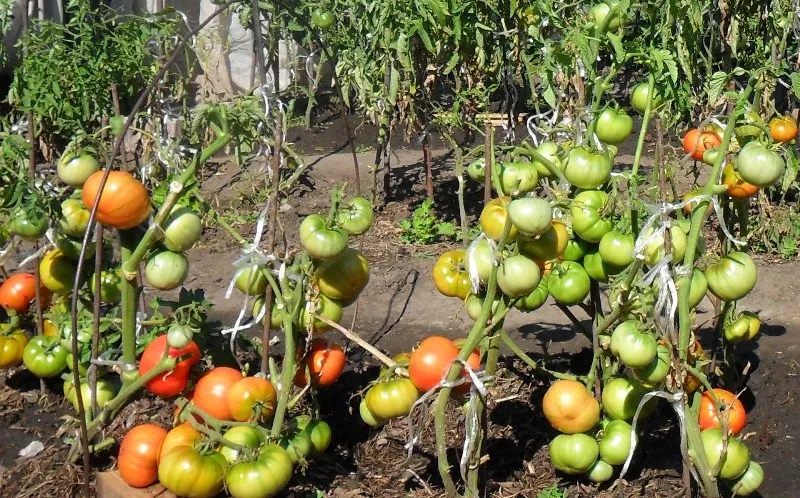 Tomate sută de lire (50 poze) descrierea soiului de tomate 100, diabet pudovichok, comentarii