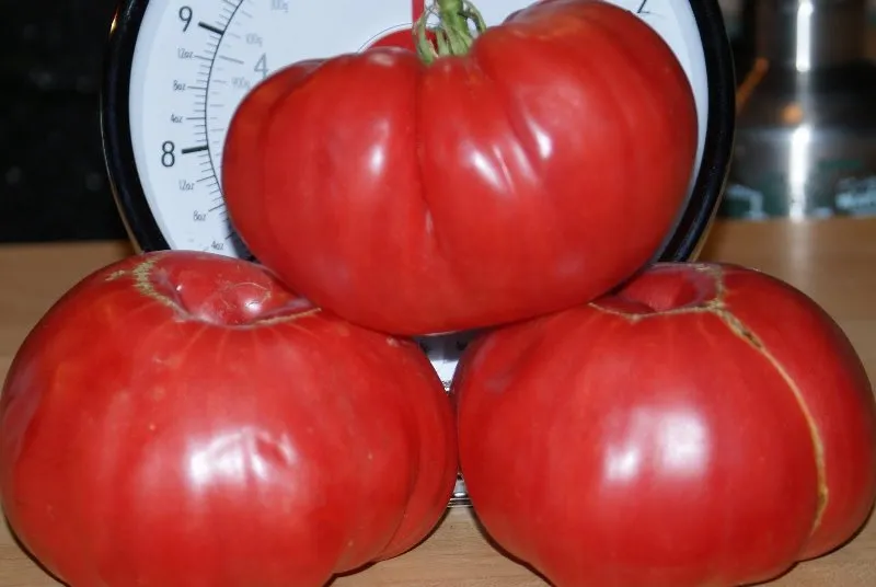 Tomate sută de lire (50 poze) descrierea soiului de tomate 100, diabet pudovichok, comentarii