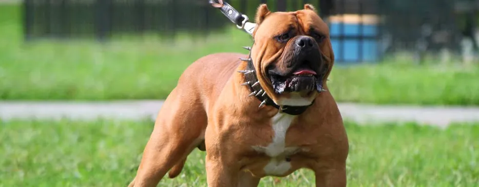 Top 10 cele mai periculoase rase de câini