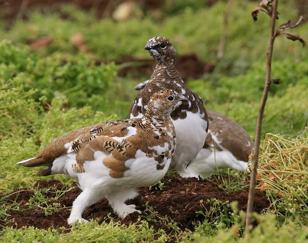 Рок Ptarmigan - номадски птица