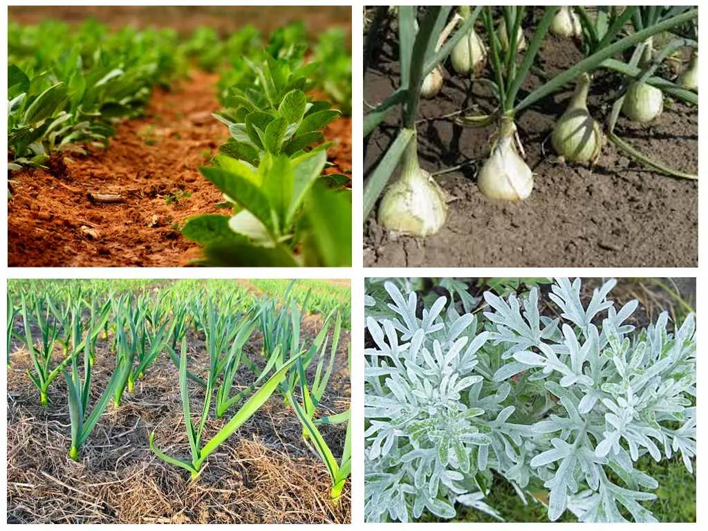 Herbal bolha a házban - megszabadulni tőlük