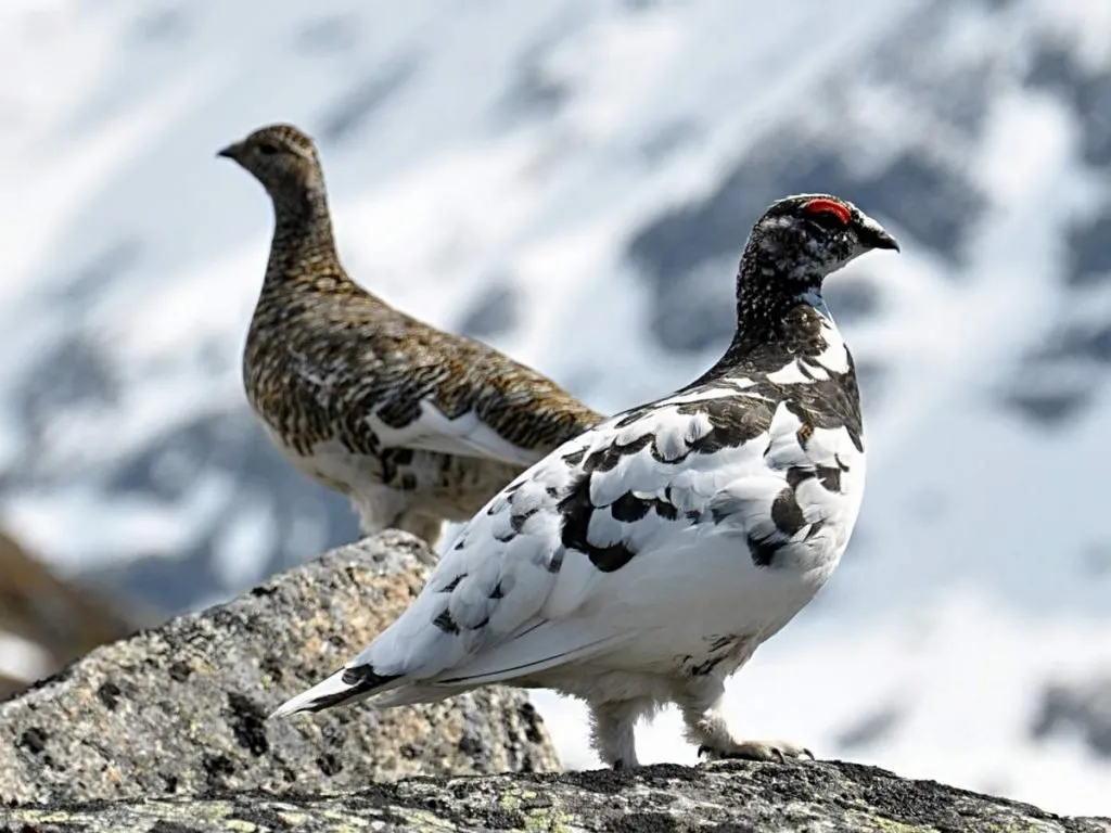 Rock Ptarmigan - nomád madár