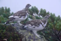 Rock Ptarmigan - un