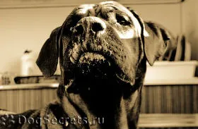 Тоса іну - японська бійцівська собака