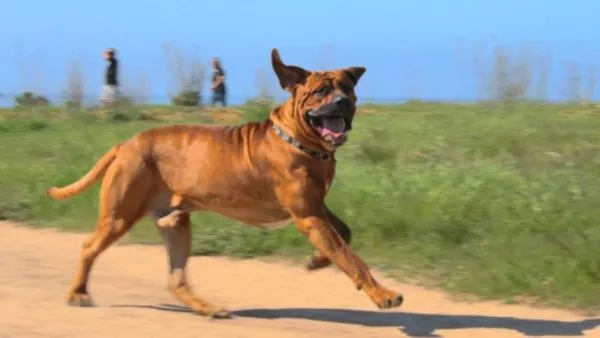 Tosa sau fotografie japoneză Mastiff și descrierea rase de caini