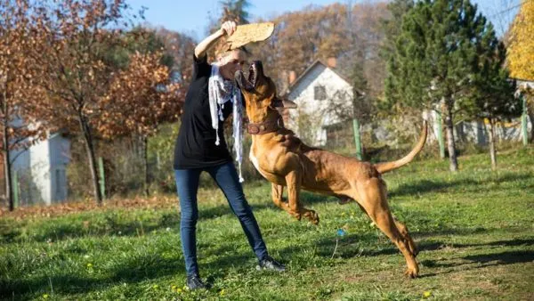 Tosa sau fotografie japoneză Mastiff și descrierea rase de caini