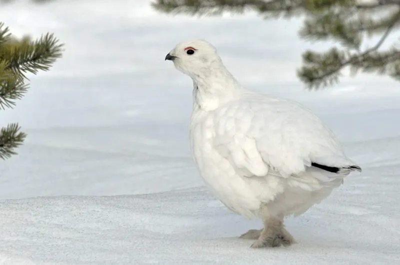 Рок Ptarmigan - номадски птица