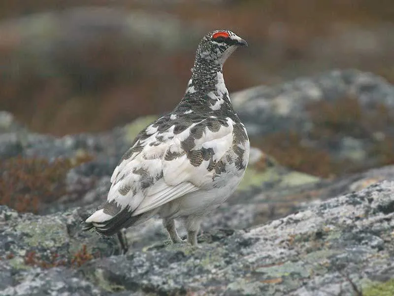 Рок Ptarmigan - номадски птица