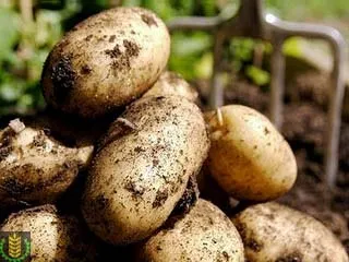 събиране на картофи - начини, средства, агротехническите изисквания