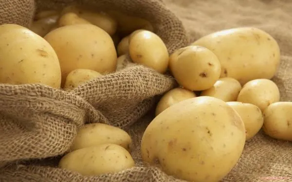 За събиране на реколтата от картофи - картофи - зеленчук - библиотека - семейна ферма