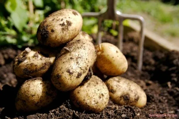 За събиране на реколтата от картофи - картофи - зеленчук - библиотека - семейна ферма
