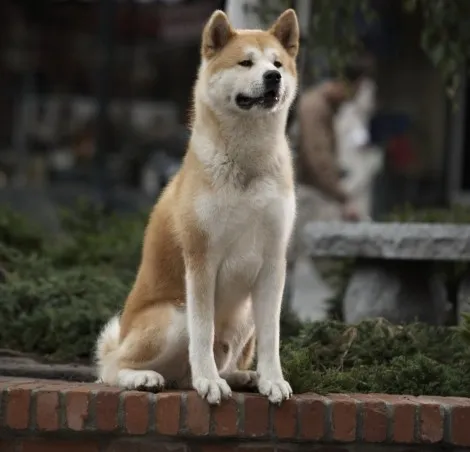 Festés órák - hogyan kell felhívni a ceruzát Hachiko szakaszaiban