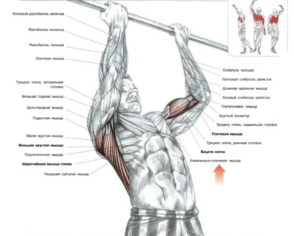 Упражнения за бицепс бърз растеж на мускулите, trainingbody