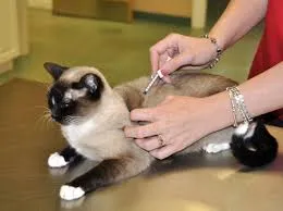 Ваксинация на котки срещу токсоплазмоза