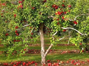 Gondozása egy almafa a nyári útmutató fotókkal és videó