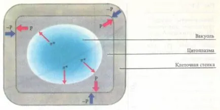 Vacuole și seva celulară