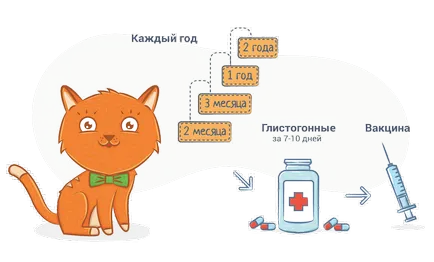 вакцинація кішок
