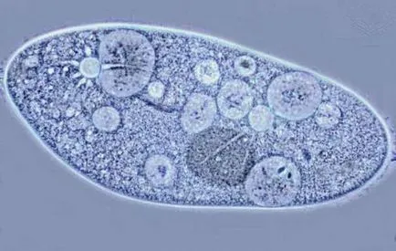 Vacuole - ez üreget megtöltjük sejtlé