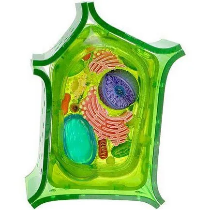 Vacuole - ez üreget megtöltjük sejtlé