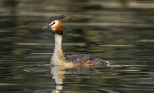 Grebe Duck (mare Grebe Crested) fotografii, descriere, caracterizare