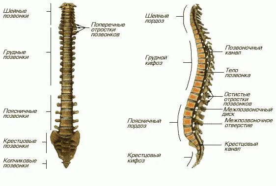 Avantajele coloanei vertebrale Uzi peste alte metode