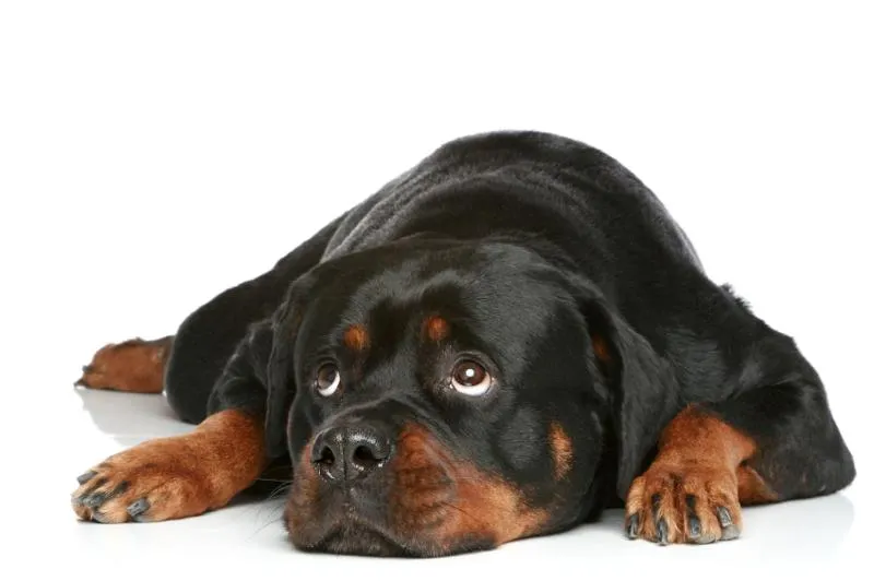 Грижа за кученце ротвайлер и препоръки за обучението на голямо куче