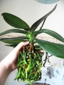 A választás, hogyan kell kiválasztani a Phalaenopsis orchidea Phalaenopsis hasznos szobanövények