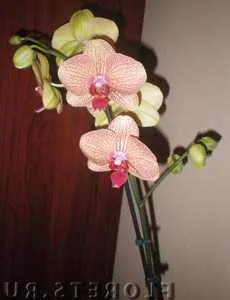A választás, hogyan kell kiválasztani a Phalaenopsis orchidea Phalaenopsis hasznos szobanövények