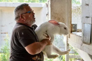 Bronzare iepure ascunde în etapa acasă cu ghid pas