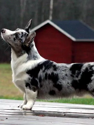 Welsh Corgi (Pembroke és Cardigan) fotó kutyafajta, jellegének leírása a welsh corgi