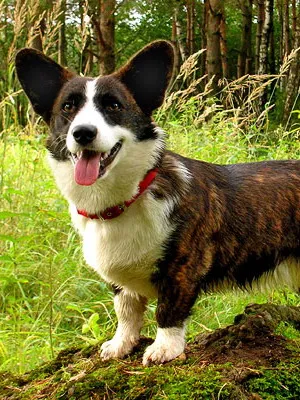 Welsh Corgi (Pembroke és Cardigan) fotó kutyafajta, jellegének leírása a welsh corgi