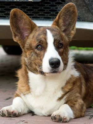 Welsh Corgi (Pembroke és Cardigan) fotó kutyafajta, jellegének leírása a welsh corgi