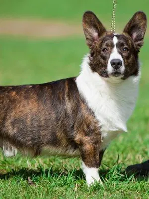 Welsh Corgi (Pembroke és Cardigan) fotó kutyafajta, jellegének leírása a welsh corgi