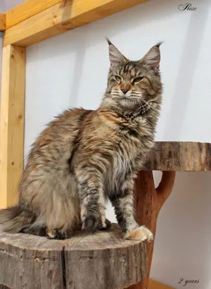 Mi választja egy cica Maine Coon, deepinsight