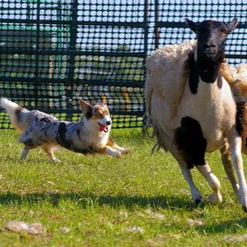 Welsh Corgi (Pembroke és Cardigan) fotó kutyafajta, jellegének leírása a welsh corgi