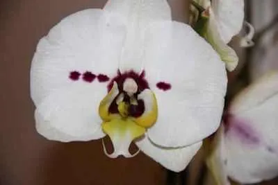 A választás, hogyan kell kiválasztani a Phalaenopsis orchidea Phalaenopsis hasznos szobanövények