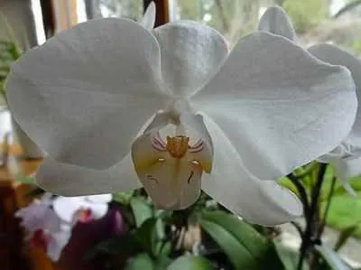 A választás, hogyan kell kiválasztani a Phalaenopsis orchidea Phalaenopsis hasznos szobanövények