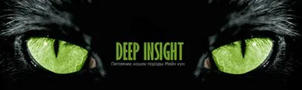 Изборът на коте Мейн Куун, deepinsight