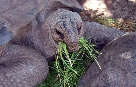 Veterinarului țestoase herpetolog trata, reptile