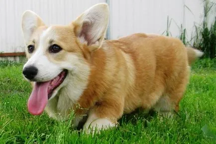 Welsh Corgi (Pembroke és Cardigan) fotó kutyafajta, jellegének leírása a welsh corgi