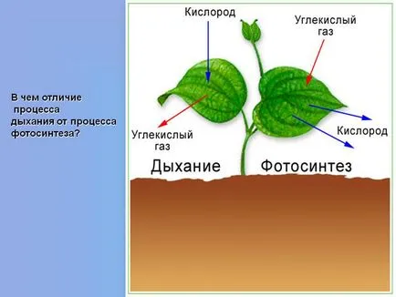 Care este diferența dintre procesul de respirație a fotosintezei - o prezentare 69397-16