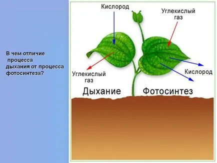 Каква е разликата между процеса на дишане на фотосинтезата - презентация 69397-16