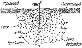 Cultivarea sfecla, tehnologia de cultivare a sfeclei