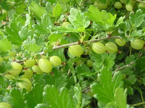 Cultivarea agrișe în grădină, Dieffenbachia