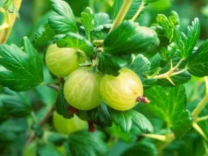 Cultivarea agrișe în grădină, Dieffenbachia