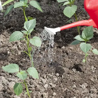 Cultivarea din semințe de Physalis video, tratarea semințelor înainte de plantare în țară