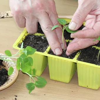 Növekszik a magok Physalis video, magok kezelésére ültetés előtt az ország