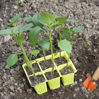 Cultivarea din semințe de Physalis video, tratarea semințelor înainte de plantare în țară