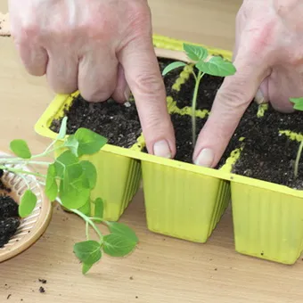 Növekszik a magok Physalis video, magok kezelésére ültetés előtt az ország