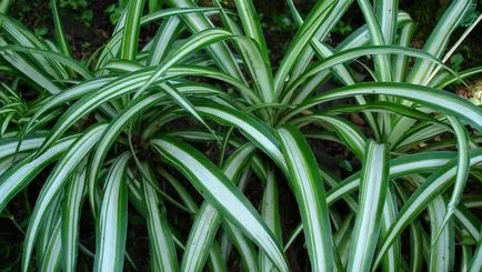 Növekvő Chlorophytum faj, gondoskodás, transzplantáció